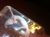 photo 1 (1).JPG photo 1 (1).JPG