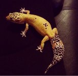 gecko.jpg