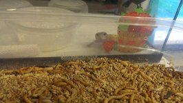 IMAG0754.jpg IMAG0754.jpg