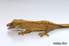 IMG_1542.jpg
