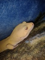 Flynte in a blanket.jpg