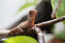 hypsilurus boydii 8.jpg hypsilurus boydii 8.jpg