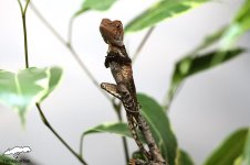 hypsilurus boydii 7.jpg hypsilurus boydii 7.jpg