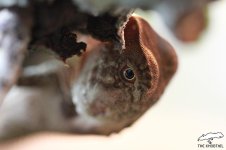 hypsilurus boydii 10.jpg hypsilurus boydii 10.jpg