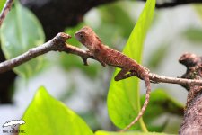 hypsilurus boydii 11.jpg hypsilurus boydii 11.jpg
