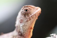 hypsilurus boydii 12.jpg hypsilurus boydii 12.jpg