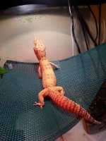 10848049_10204410670680992_103523217939454535_n.jpg 10848049_10204410670680992_103523217939454535_n.jpg