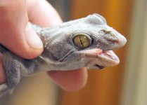 Broken Jaw_3DS0571LR-GU.jpg Broken Jaw_3DS0571LR-GU.jpg