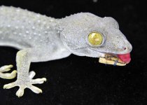 Splint 2_3DS5713LR-GU.jpg Splint 2_3DS5713LR-GU.jpg