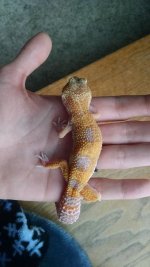 gecko1_zpse02d10d7.jpg gecko1_zpse02d10d7.jpg