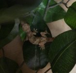 Gecko1.jpg