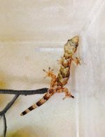 Gecko2.jpg
