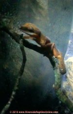 felinus_02-19-2015a.jpg