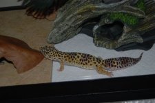 DSC_0155.jpg DSC_0155.jpg