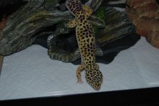 DSC_0152.jpg