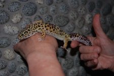 DSC_0164.jpg