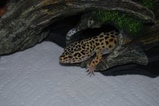 DSC_0178.jpg