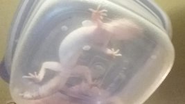 belly.jpg