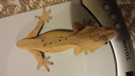 20150601_163524.jpg