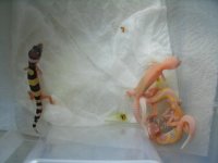 10403208_369108416570864_8679351472092065910_n.jpg 10403208_369108416570864_8679351472092065910_n.jpg