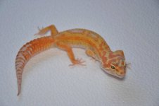 10974401_448318201983218_4594754508076607153_o.jpg 10974401_448318201983218_4594754508076607153_o.jpg