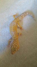 Tremper Albino 6-5-15.jpg