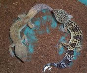 HETALBINOS.JPG