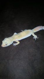 leopard gecko 2015 2.jpg