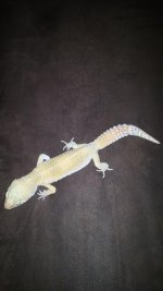 leopard gecko 2015 1.jpg