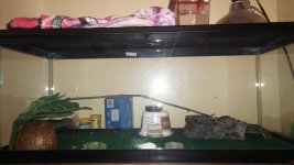 leopard gecko 2015 tank.jpg