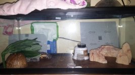 leopard gecko 2015 tile 1.jpg