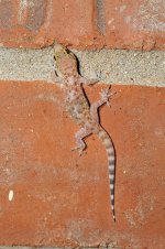 MedGecko-8-12-2015.jpg