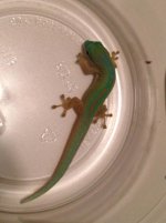 PhRo-8-29-2015-male.jpg PhRo-8-29-2015-male.jpg