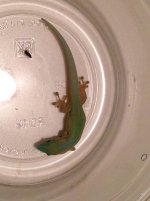 PhRo-8-29-2015-female.jpg PhRo-8-29-2015-female.jpg