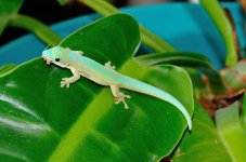 PhRo-8-30-2015-male.jpg