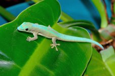 PhRo-8-30-2015-male2.jpg
