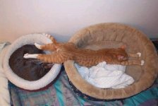 cat.jpg