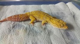 Blaze 9-15-2015.jpg