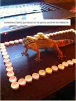 geckocandy.jpg