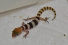 utahensis-hatchling.jpg