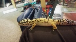 scooter on my leg.jpg scooter on my leg.jpg