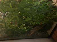 Tank 1.jpg Tank 1.jpg