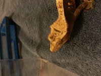 Gecko 1.jpg Gecko 1.jpg