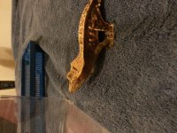 Gecko 2.jpg Gecko 2.jpg