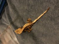 Gecko 3.jpg Gecko 3.jpg
