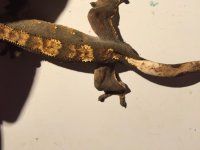 IMG_0078.jpg IMG_0078.jpg