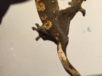 IMG_0077.jpg IMG_0077.jpg