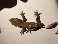 IMG_0075.jpg IMG_0075.jpg