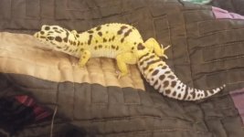 scooter 10-20-15.jpg