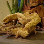 v_newtank.jpg v_newtank.jpg